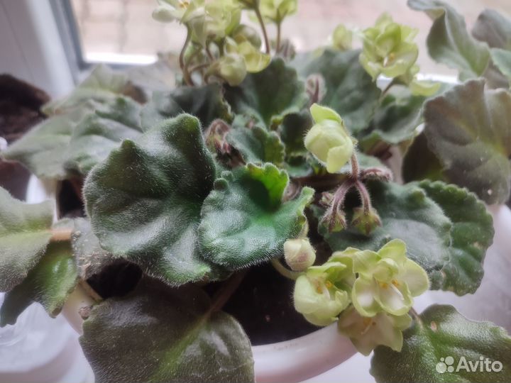 Сенполия (узамбарская фиалка) Emerald love E. Kolb