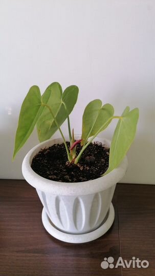 Комнатные растения