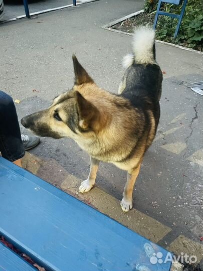 Собака в добрые руки