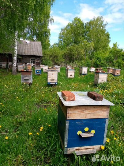 Пчелы и улья