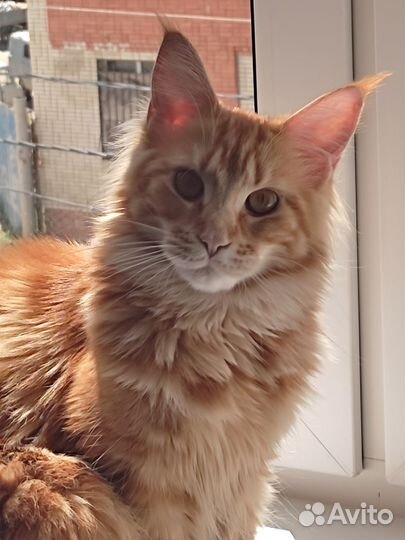 Передержка домашних животных