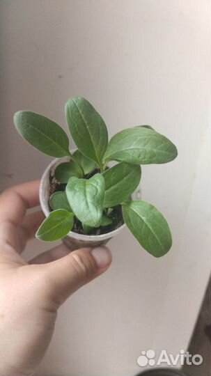 Чернокорень рассада