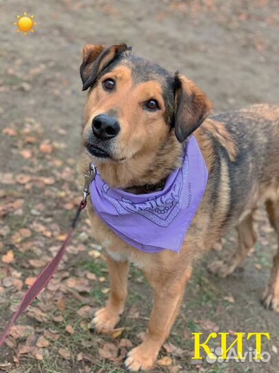 Самый добрый пёс Кит