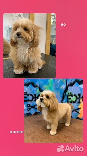 Груминг (стрижка собак, кошек, вычёсывание)