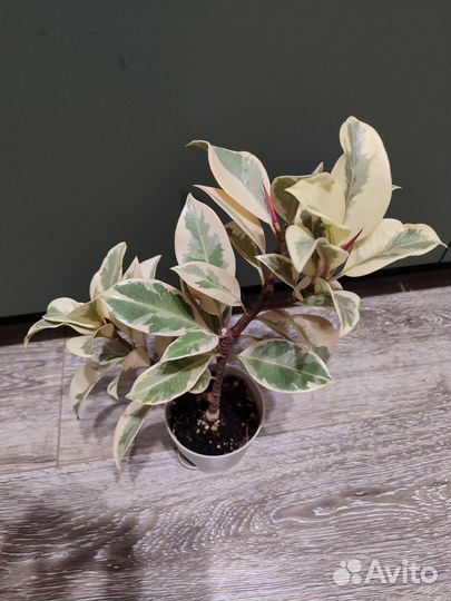 Фикус мелани вариегатный