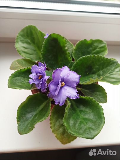 Фиалка цветущая