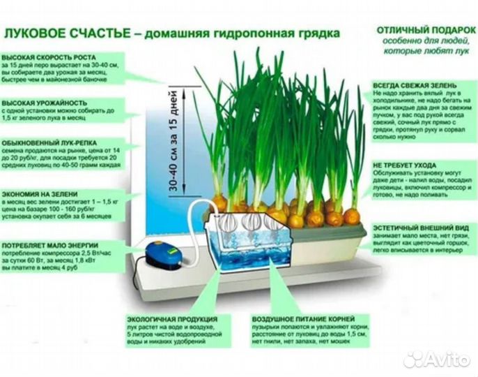 Выращивание зелени
