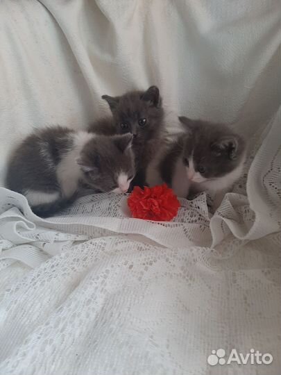 Котята в добрые руки