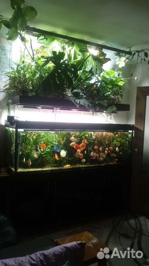 Обслуживание аквариумов