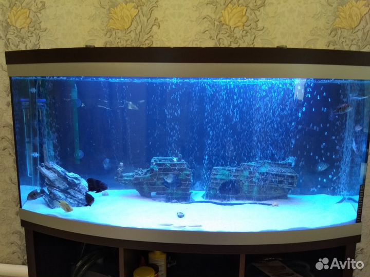 Аквариумы и обслуживание