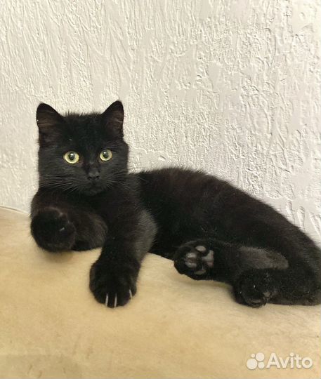 Бомбейский котёнок метис (мальчик,девочка) 2,5мес