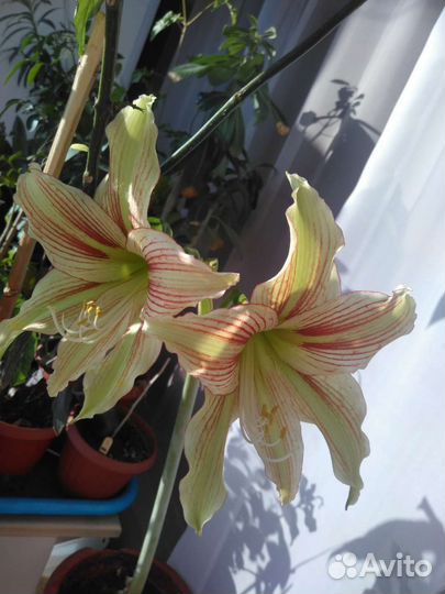 Гиппиаструм