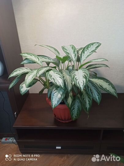 Аглаонема сильвер бей