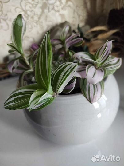 Традесканция