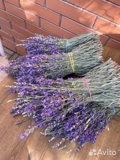 Лаванда сухоцвет