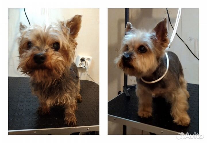 Груминг собак на дому (триминг, стриппинг)