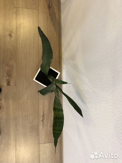 Сансевиерия