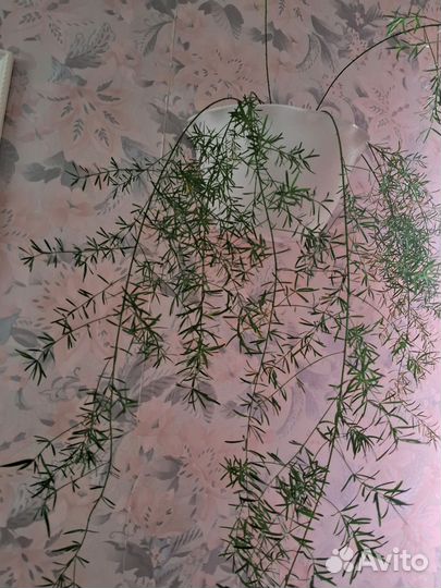 Аспарагус шпренгера