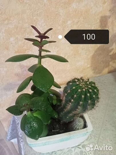 Комнатные цветы