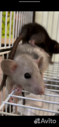 Крысы дамбо девочки