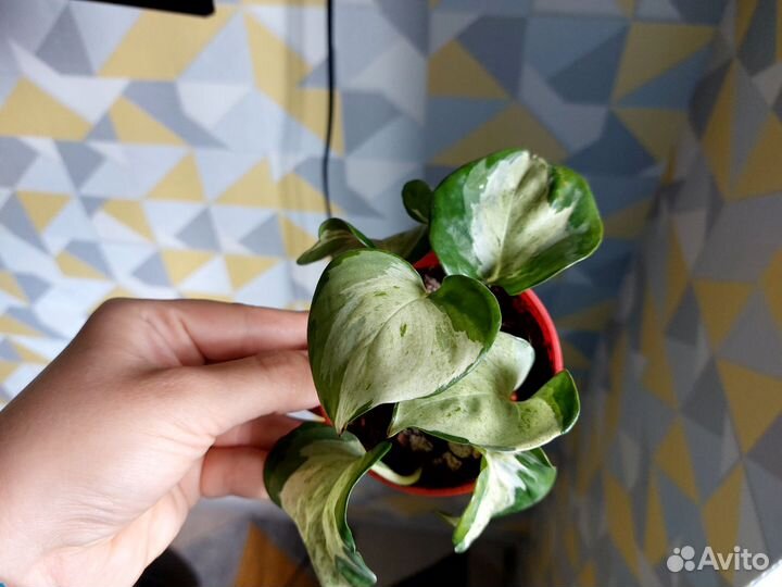 Комнатные цветы