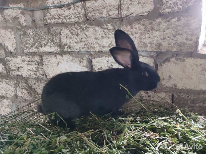 Кролик Фландр (самец)