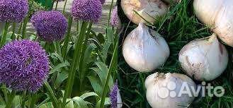 Лук Суворова