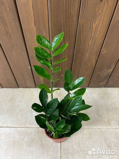 Замиокулькас d12