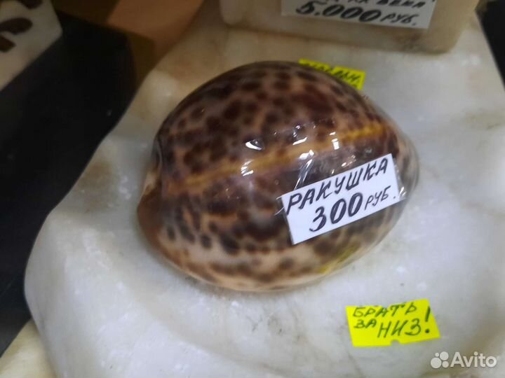 Коралл ракушка рапан морская звезда