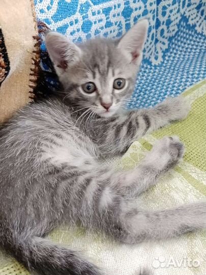 Котята в добрые руки бесплатно