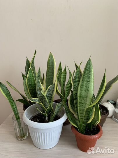 Сансевиерия Комнатное растение