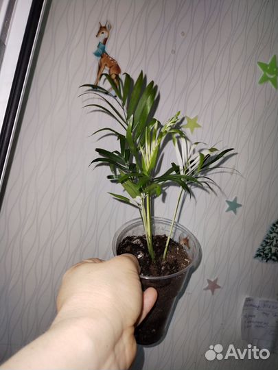 Хамедорея вариегатная