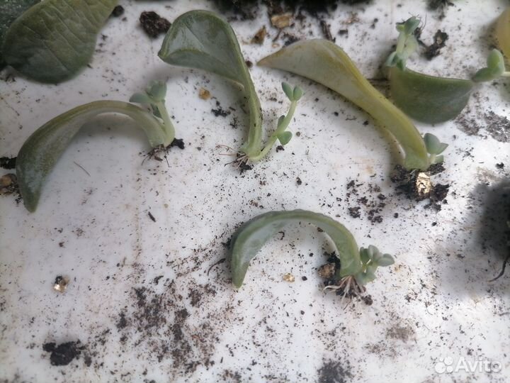 Продаю отростки растения с корешками