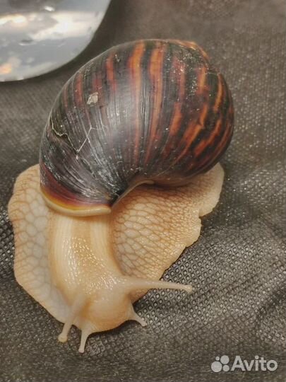 Улитки ахатины