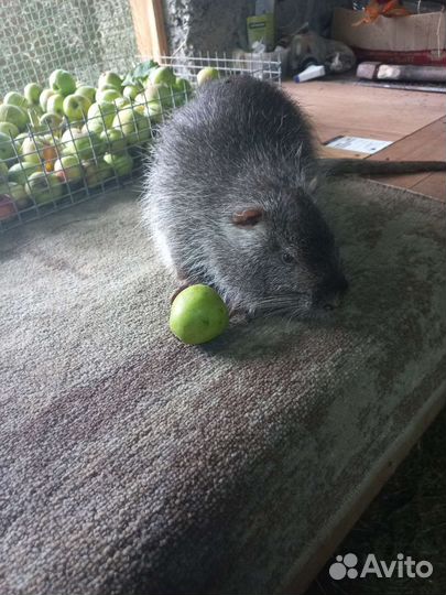 Нутрии на племя