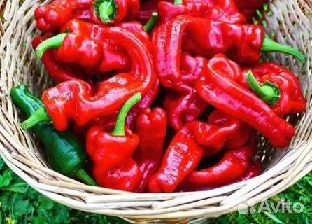 Рассада томатов, перцев, баклажан