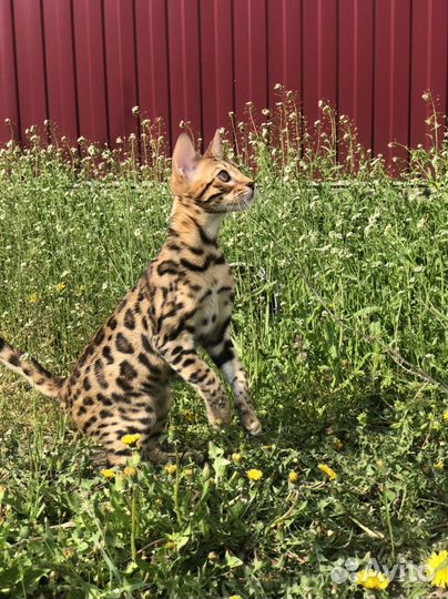 Бенгальская кошка