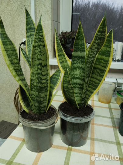 Сансевиерия или щучий язык