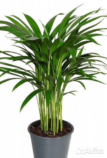 Пальма арека и хамедорея