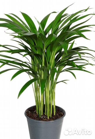 Пальма арека и хамедорея