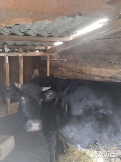 Тельная телочка