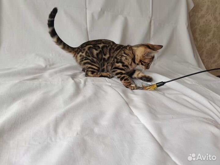 Бенгальская