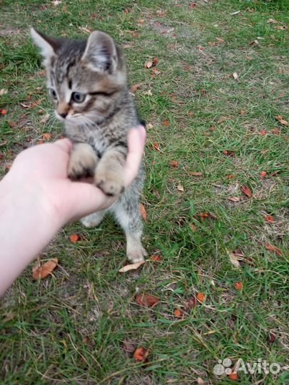 Кошка в дар бесплатно