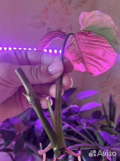 Сингониум Пинк Неон