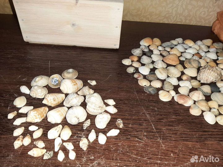 Морские ракушки раковины