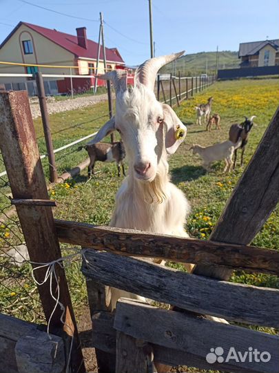 Козел альпийский