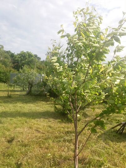 Дача 16 м² на участке 12 сот.