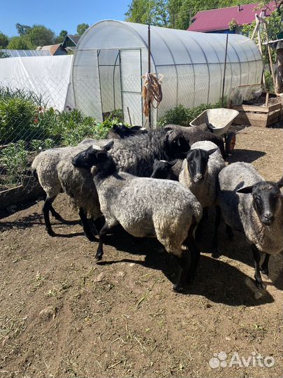Продам овец