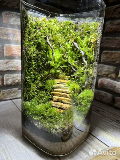 Флорариум на подарок, (растение)