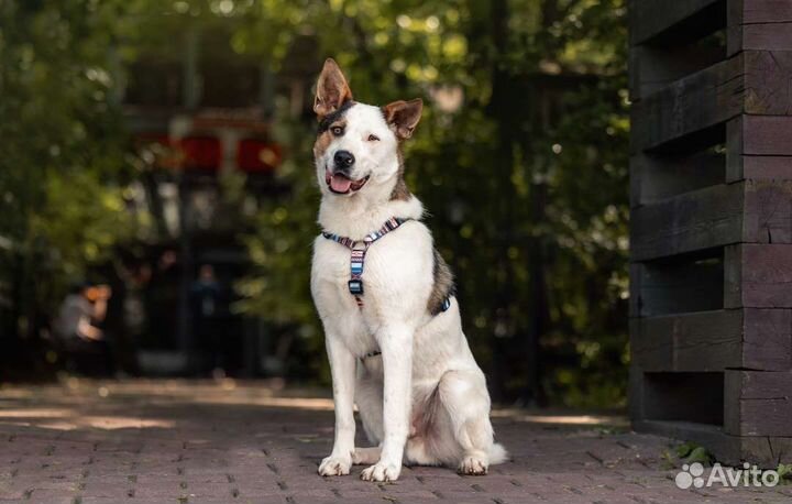 Собака в добрые руки отдам бесплатно